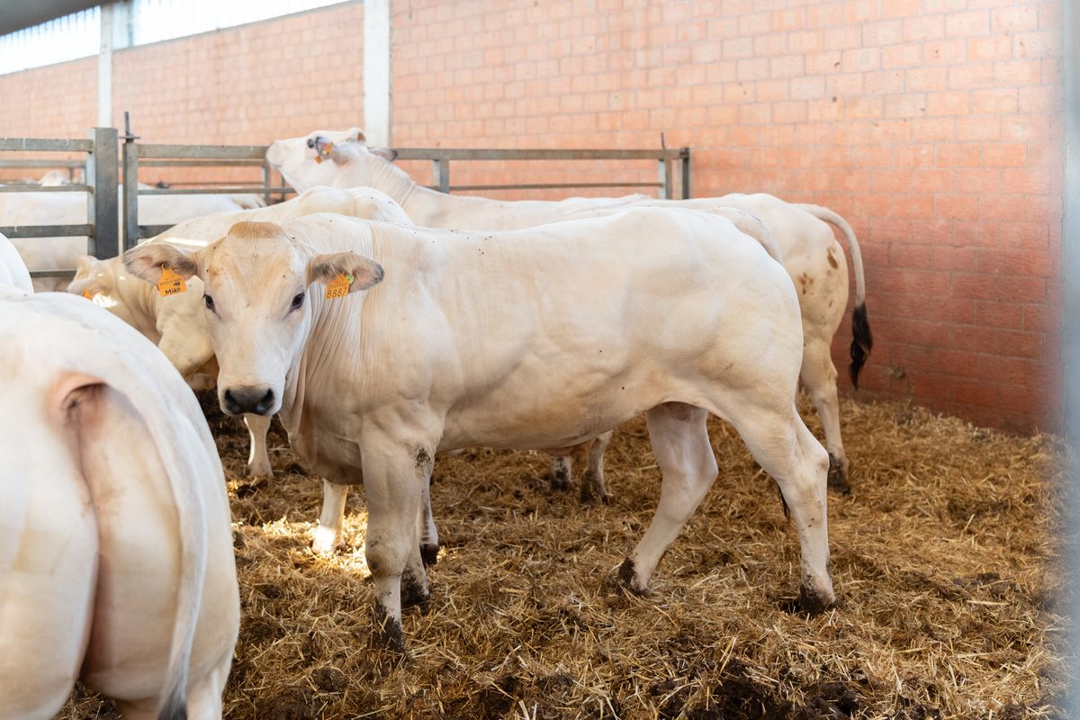 Bovini in box su lettiera di paglia