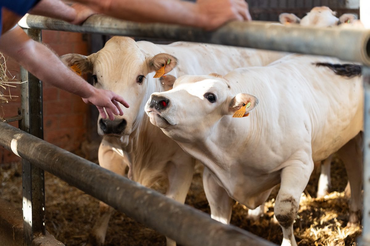 La cura quotidiana degli animali