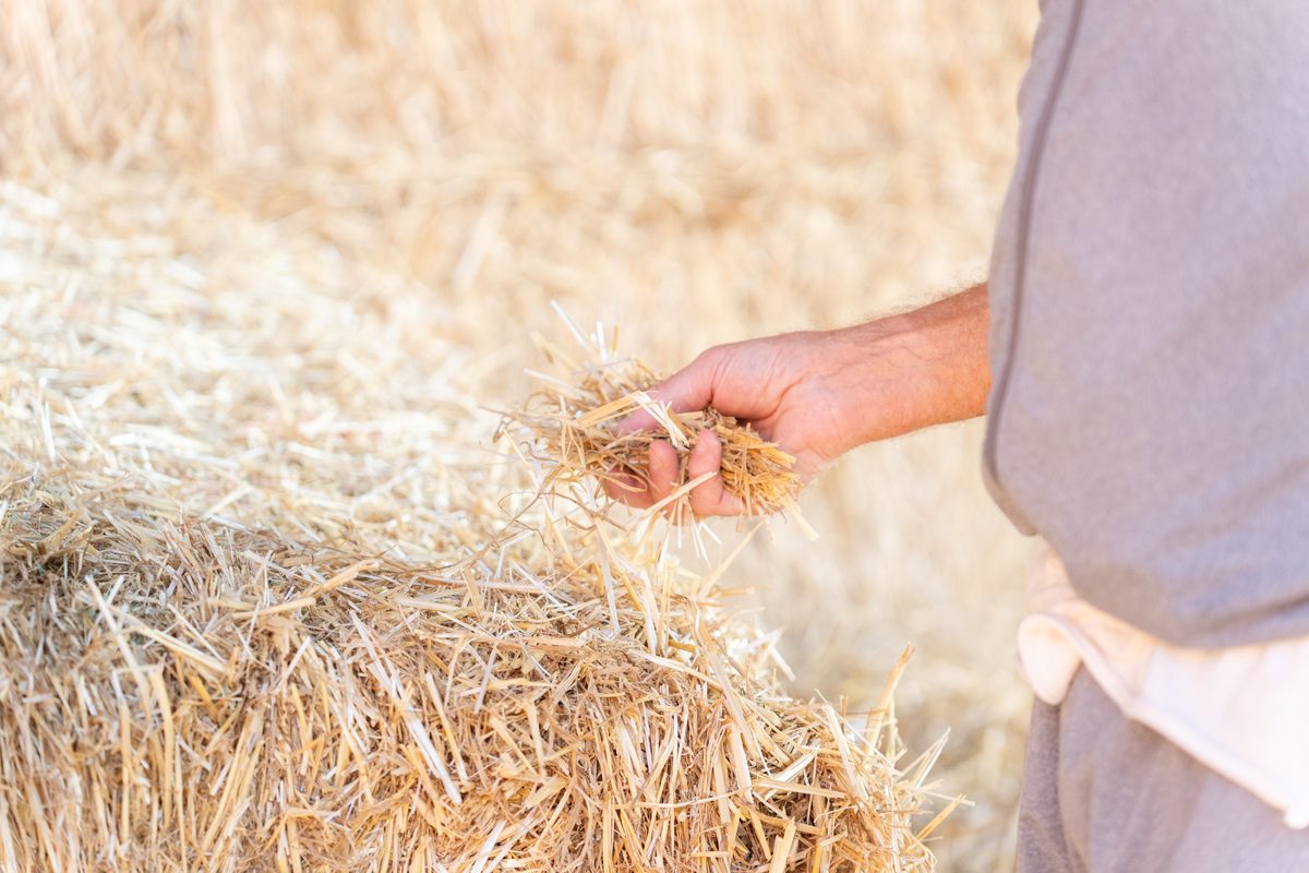 Foraggio per l'alimentazione dei capi
